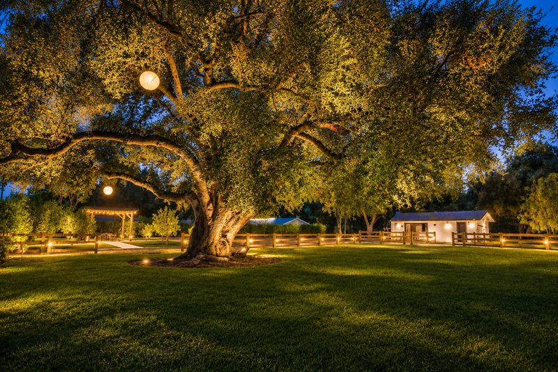 A mature oak lit at dusk over the rear lawn